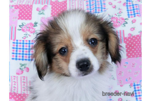 成約済の千葉県のパピヨン-164605の5枚目