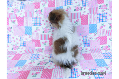 成約済の千葉県のパピヨン-164611の4枚目