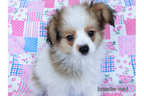 成約済の千葉県のパピヨン-164611の3枚目