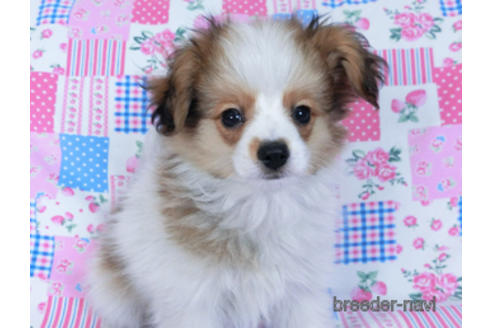 成約済の千葉県のパピヨン-164611の2枚目