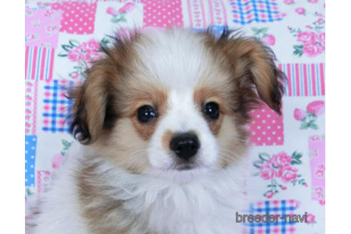 成約済の千葉県のパピヨン-164611の1枚目