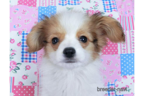 成約済の千葉県のパピヨン-164617の3枚目