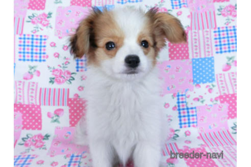 成約済の千葉県のパピヨン-164617の2枚目