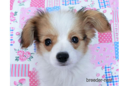 成約済の千葉県のパピヨン-164617