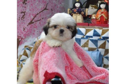 成約済の茨城県のシーズー-170605の6枚目
