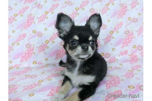 成約済の千葉県のチワワ(ロングコート)-164486の8枚目