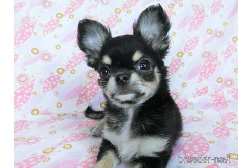 成約済の千葉県のチワワ(ロングコート)-164486の7枚目