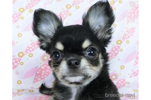 成約済の千葉県のチワワ(ロングコート)-164486の6枚目