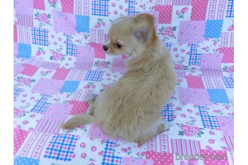 成約済の千葉県のチワワ(ロングコート)-161482の4枚目