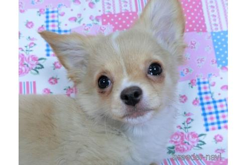 成約済の千葉県のチワワ(ロングコート)-161482の3枚目