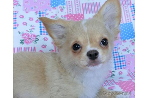 成約済の千葉県のチワワ(ロングコート)-161482の2枚目