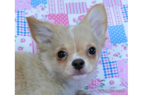 成約済の千葉県のチワワ(ロングコート)-161482の1枚目