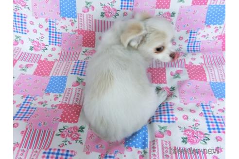 成約済の千葉県のチワワ(ロングコート)-161483の4枚目