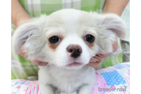 成約済の千葉県のチワワ(ロングコート)-161483の3枚目