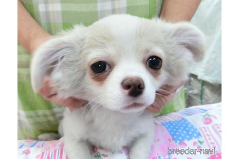 成約済の千葉県のチワワ(ロングコート)-161483の2枚目