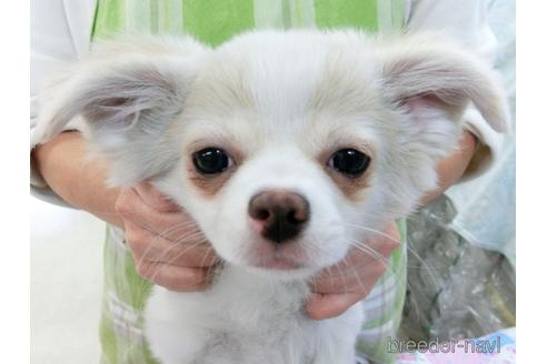 成約済の千葉県のチワワ(ロングコート)-161483