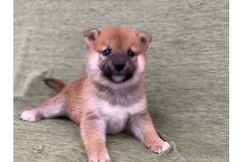 成約済の長野県の柴犬-170624の5枚目