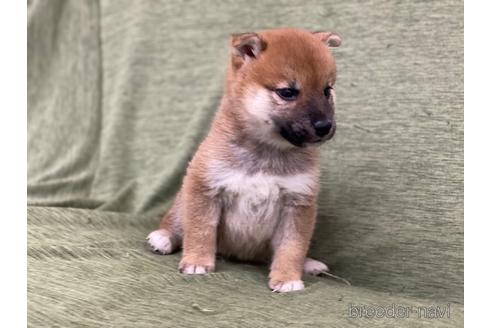 成約済の長野県の柴犬-170624の4枚目