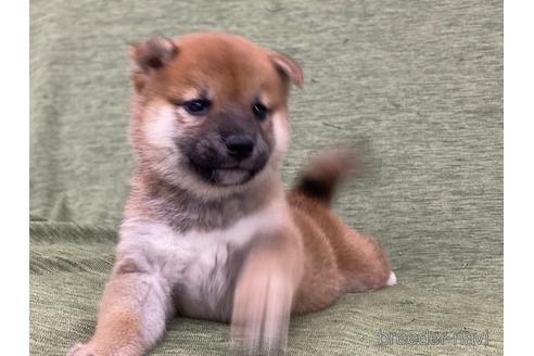 成約済の長野県の柴犬-170624の3枚目