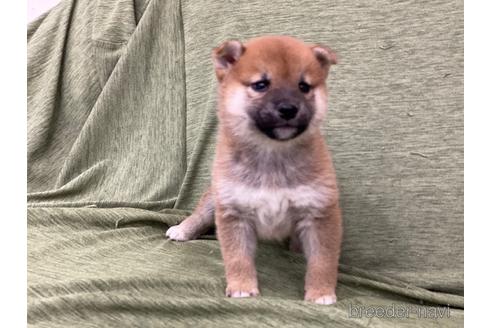 成約済の長野県の柴犬-170624の2枚目