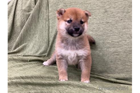 成約済の長野県の柴犬-170624の1枚目