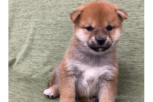 成約済の長野県の柴犬-170626の3枚目