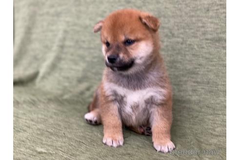 成約済の長野県の柴犬-170626の5枚目