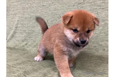 成約済の長野県の柴犬-170626の2枚目