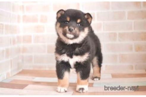 成約済の福岡県の柴犬-170657の1枚目