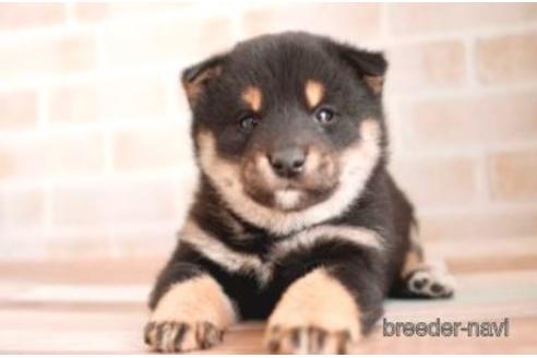 成約済の福岡県の柴犬-170658の1枚目