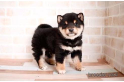 成約済の福岡県の柴犬-170659