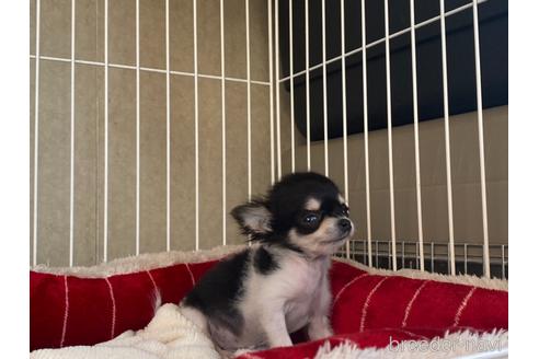 成約済の福岡県のチワワ(ロングコート)-170638の5枚目