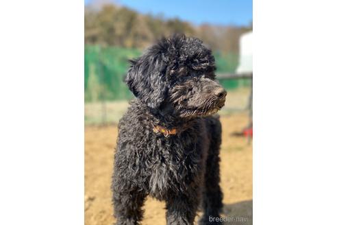 成約済の東京都のその他の犬種-164690の25枚目