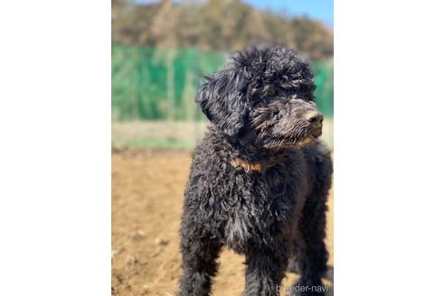 成約済の東京都のその他の犬種-164690の24枚目