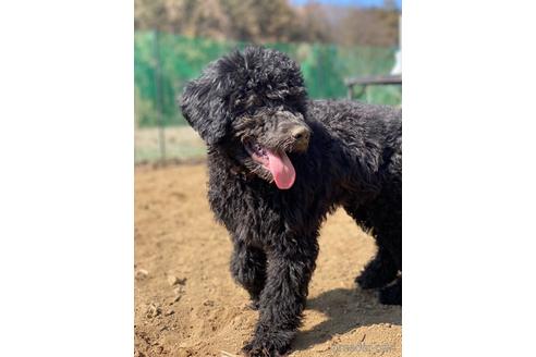 成約済の東京都のその他の犬種-164690の23枚目