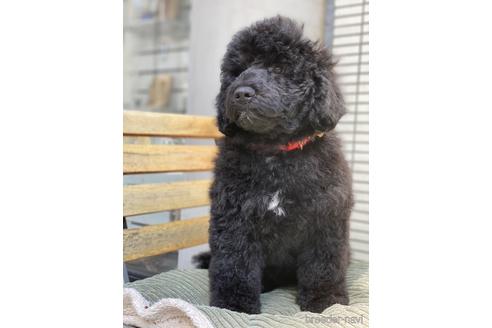 成約済の東京都のミックス犬-167682の8枚目