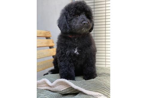 成約済の東京都のミックス犬-167682の7枚目