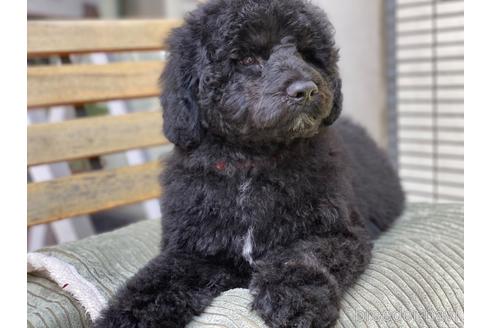 成約済の東京都のミックス犬-167682の5枚目