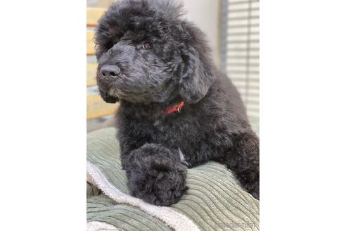 成約済の東京都のミックス犬-167682の4枚目