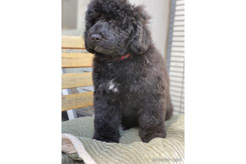 成約済の東京都のミックス犬-167682の3枚目
