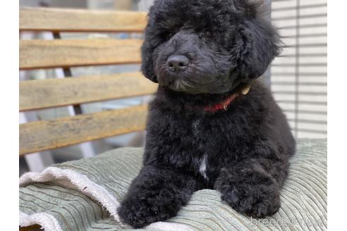 成約済の東京都のミックス犬-167682の2枚目