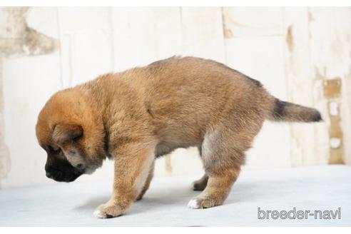 成約済の埼玉県の柴犬-170664の3枚目