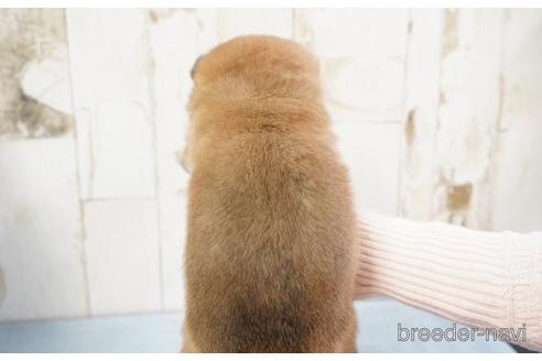 成約済の埼玉県の柴犬-170666の4枚目