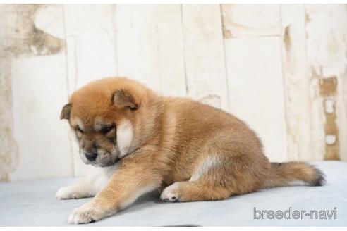 成約済の埼玉県の柴犬-170666の3枚目