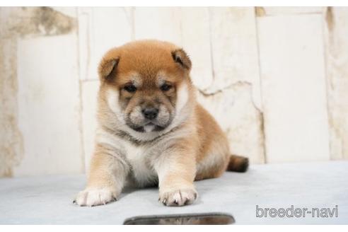 成約済の埼玉県の柴犬-170666の2枚目
