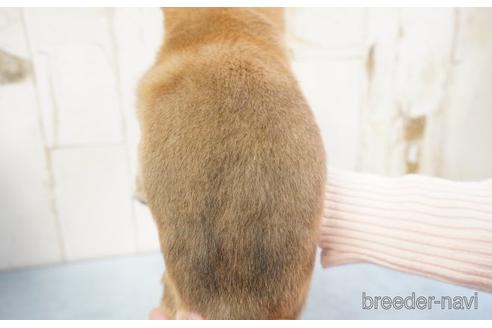 成約済の埼玉県の柴犬-170667の4枚目