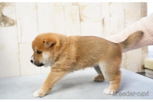 成約済の埼玉県の柴犬-170667の3枚目