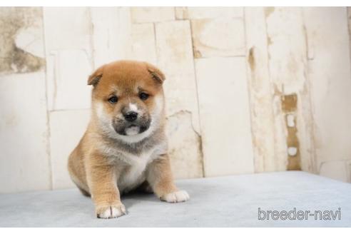 成約済の埼玉県の柴犬-170667の2枚目