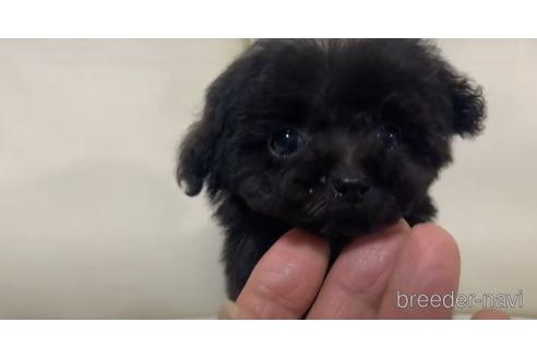 成約済の大阪府のティーカッププードル-170683の3枚目