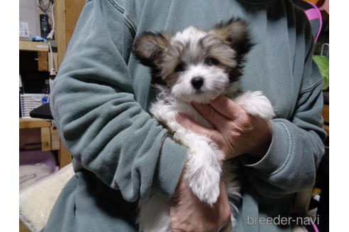 成約済の栃木県のミックス犬-170696の4枚目